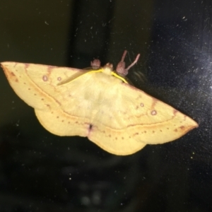 Anthela acuta at Tathra, NSW - 8 Feb 2022 09:50 PM