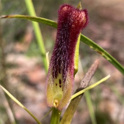 Cryptostylis hunteriana (Leafless Tongue Orchid) at Jerrawangala, NSW - 8 Feb 2022 by AnneG1