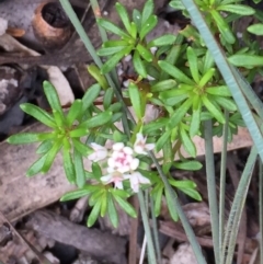 Platysace ericoides at Tathra, NSW - 6 Feb 2022 by KerryVance