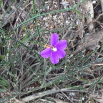 Scaevola ramosissima (Hairy Fan-flower) at Tathra, NSW - 6 Feb 2022 by KerryVance