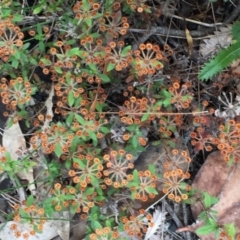 Pomax umbellata (A Pomax) at Tathra, NSW - 6 Feb 2022 by KerryVance2