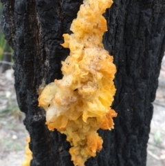 Tremella mesenterica (Witch's Butter or Yellow Brain) at Tathra, NSW - 6 Feb 2022 by KerryVance2