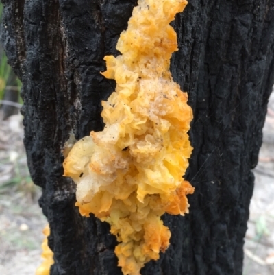 Unidentified Fungus at Tathra, NSW - 6 Feb 2022 by KerryVance2