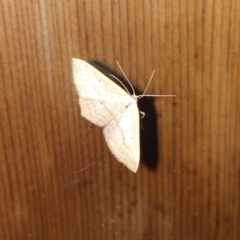 Scopula rubraria at Tathra, NSW - 8 Feb 2022 by KerryVance2