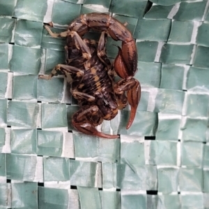 Lychas sp. (genus) at Tinderry, NSW - 13 Feb 2022