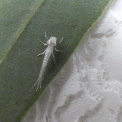 Ephemeroptera (order) (Unidentified Mayfly) at Molonglo Valley, ACT - 6 Feb 2022 by Birdy