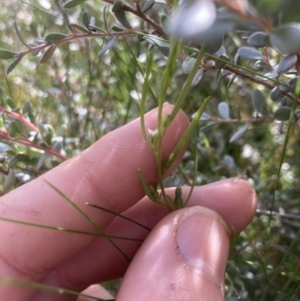 Thesium australe at Tennent, ACT - suppressed