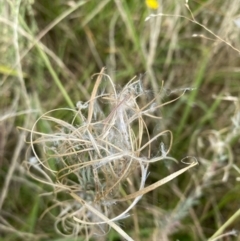 Epilobium billardiereanum subsp. cinereum (Hairy Willow Herb) at Deakin, ACT - 13 Feb 2022 by KL