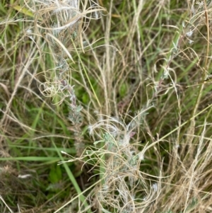 Epilobium billardiereanum subsp. cinereum at Deakin, ACT - 13 Feb 2022 12:27 PM