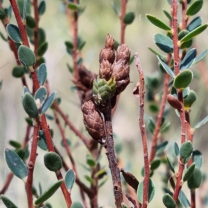 Brachyloma daphnoides at Stromlo, ACT - 13 Feb 2022