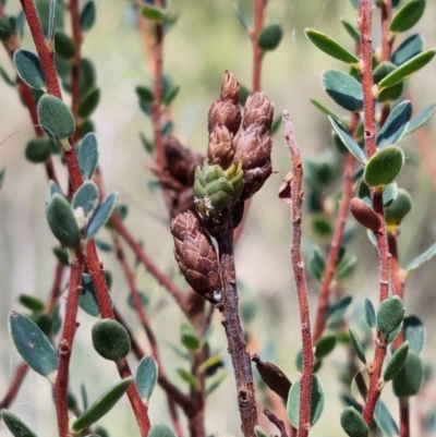 Brachyloma daphnoides (Daphne Heath) at Stromlo, ACT - 13 Feb 2022 by pixelnips