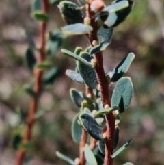 Brachyloma daphnoides at Stromlo, ACT - 13 Feb 2022