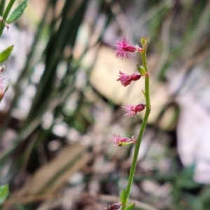 Gonocarpus tetragynus at Stromlo, ACT - 13 Feb 2022