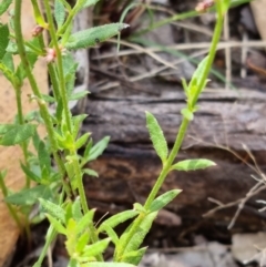 Gonocarpus tetragynus at Stromlo, ACT - 13 Feb 2022