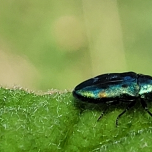 Neospades aurocyanea at Paddys River, ACT - 13 Feb 2022 01:15 PM