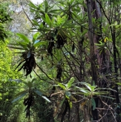 Bedfordia arborescens at Paddys River, ACT - 13 Feb 2022