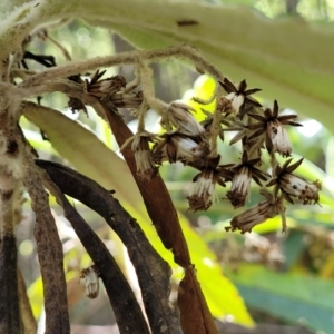 Bedfordia arborescens at Paddys River, ACT - 13 Feb 2022