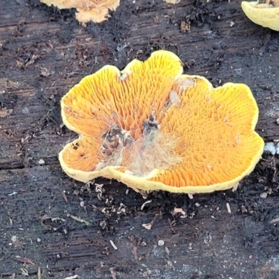 Unidentified Cap, gills below, no stem & usually on wood [stemless mushrooms & the like] at Paddys River, ACT - 13 Feb 2022 by tpreston