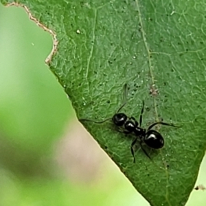 Formicidae (family) at Paddys River, ACT - 13 Feb 2022