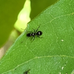 Formicidae (family) at Paddys River, ACT - 13 Feb 2022