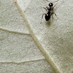 Formicidae (family) at Paddys River, ACT - 13 Feb 2022 12:50 PM