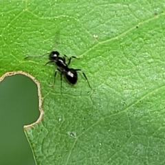 Formicidae (family) at Paddys River, ACT - 13 Feb 2022 12:50 PM