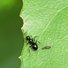 Formicidae (family) at Paddys River, ACT - 13 Feb 2022 12:50 PM