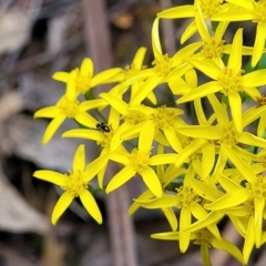 Senecio linearifolius var. latifolius at Paddys River, ACT - 13 Feb 2022 by tpreston