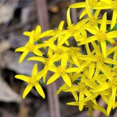 Senecio linearifolius var. latifolius at Paddys River, ACT - 13 Feb 2022 by trevorpreston