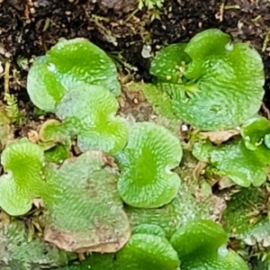 Lunularia cruciata at Paddys River, ACT - 13 Feb 2022