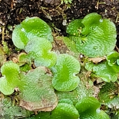 Lunularia cruciata (A thallose liverwort) at Paddys River, ACT - 13 Feb 2022 by tpreston