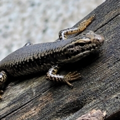 Eulamprus heatwolei (Yellow-bellied Water Skink) at Paddys River, ACT - 13 Feb 2022 by tpreston