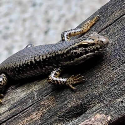 Eulamprus heatwolei (Yellow-bellied Water Skink) at Paddys River, ACT - 13 Feb 2022 by tpreston
