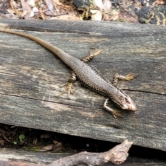 Eulamprus heatwolei at Paddys River, ACT - 13 Feb 2022