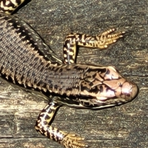 Eulamprus heatwolei at Paddys River, ACT - 13 Feb 2022