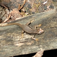 Eulamprus heatwolei at Paddys River, ACT - 13 Feb 2022 12:37 PM