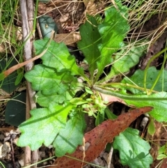 Lagenophora stipitata at Paddys River, ACT - 13 Feb 2022