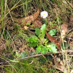 Lagenophora stipitata at Paddys River, ACT - 13 Feb 2022