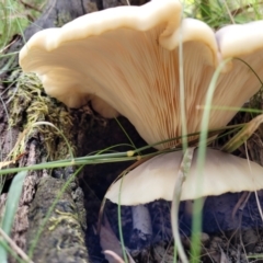 Omphalotus nidiformis at Paddys River, ACT - 13 Feb 2022 12:32 PM