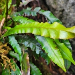 Blechnum patersonii subsp. patersonii (Strap Water Fern) at Paddys River, ACT - 13 Feb 2022 by tpreston