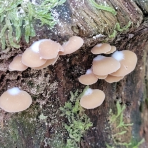 zz Agaric (stemless) at Paddys River, ACT - 13 Feb 2022