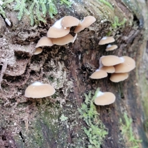 zz Agaric (stemless) at Paddys River, ACT - 13 Feb 2022