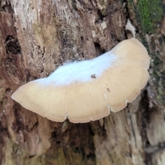 zz Agaric (stemless) at Paddys River, ACT - 13 Feb 2022 12:21 PM