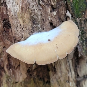 zz Agaric (stemless) at Paddys River, ACT - 13 Feb 2022 12:21 PM