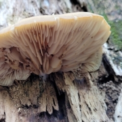 zz Agaric (stemless) at Paddys River, ACT - 13 Feb 2022