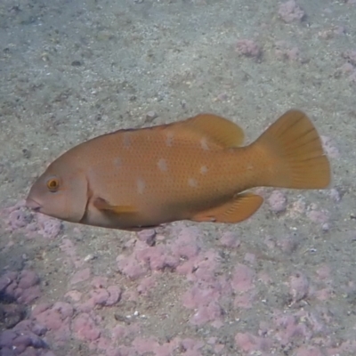 Achoerodus viridis (Eastern Blue Groper) at Jervis Bay, JBT - 9 Feb 2022 by AnneG1