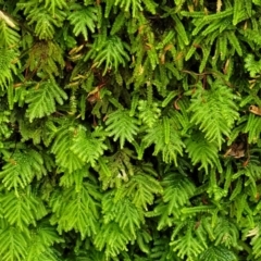Lopidium concinnum (Moss) at Tidbinbilla Nature Reserve - 13 Feb 2022 by trevorpreston