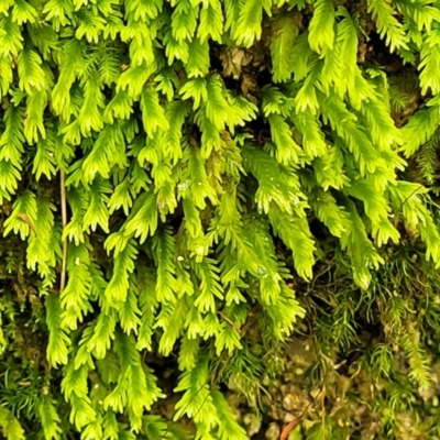 Fissidens sp. at Paddys River, ACT - 13 Feb 2022 by trevorpreston