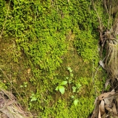 Fissidens sp. at Paddys River, ACT - 13 Feb 2022