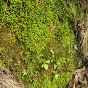 Fissidens sp. at Paddys River, ACT - 13 Feb 2022 12:15 PM